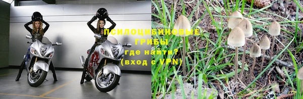 прущие грибы Арсеньев