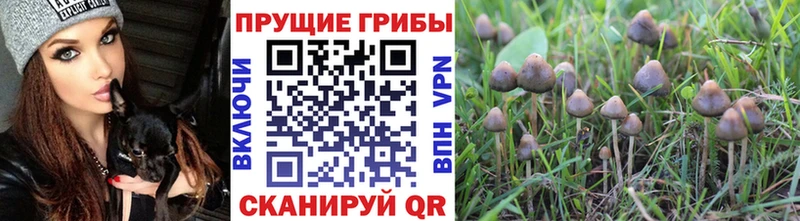 Галлюциногенные грибы Psilocybine cubensis  Нижняя Салда 
